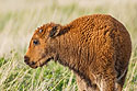 Bison calf, Custer State Park, South Dakota.