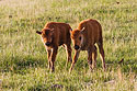 Bison calves, Custer State Park, South Dakota.