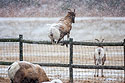 Rocky Mountain Bighorn ewe leaps 4-foot fence, Custer State Park.