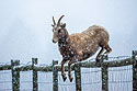Rocky Mountain Bighorn ewe leaps 4-foot fence, Custer State Park.
