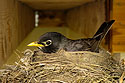 Robin nest under the deck.