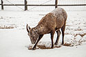 Rocky Mountain Bighorn ewe digs through the snow to feed, Custer State Park.