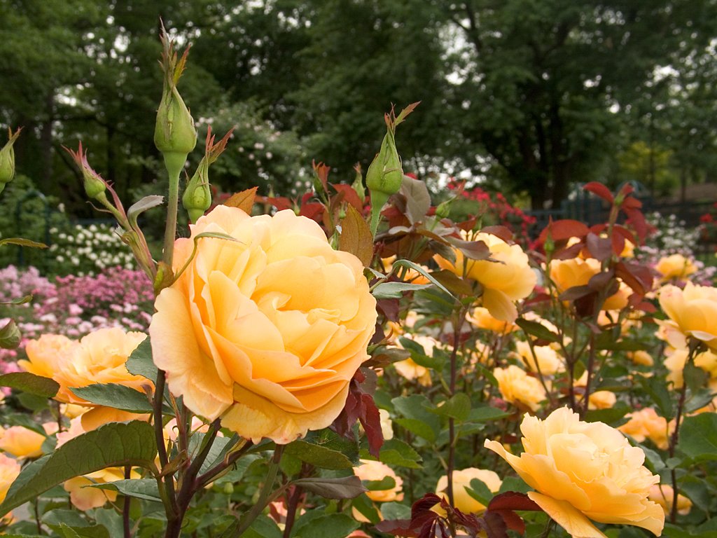 Rose Garden, New York Botanical Garden.  Click for next photo.