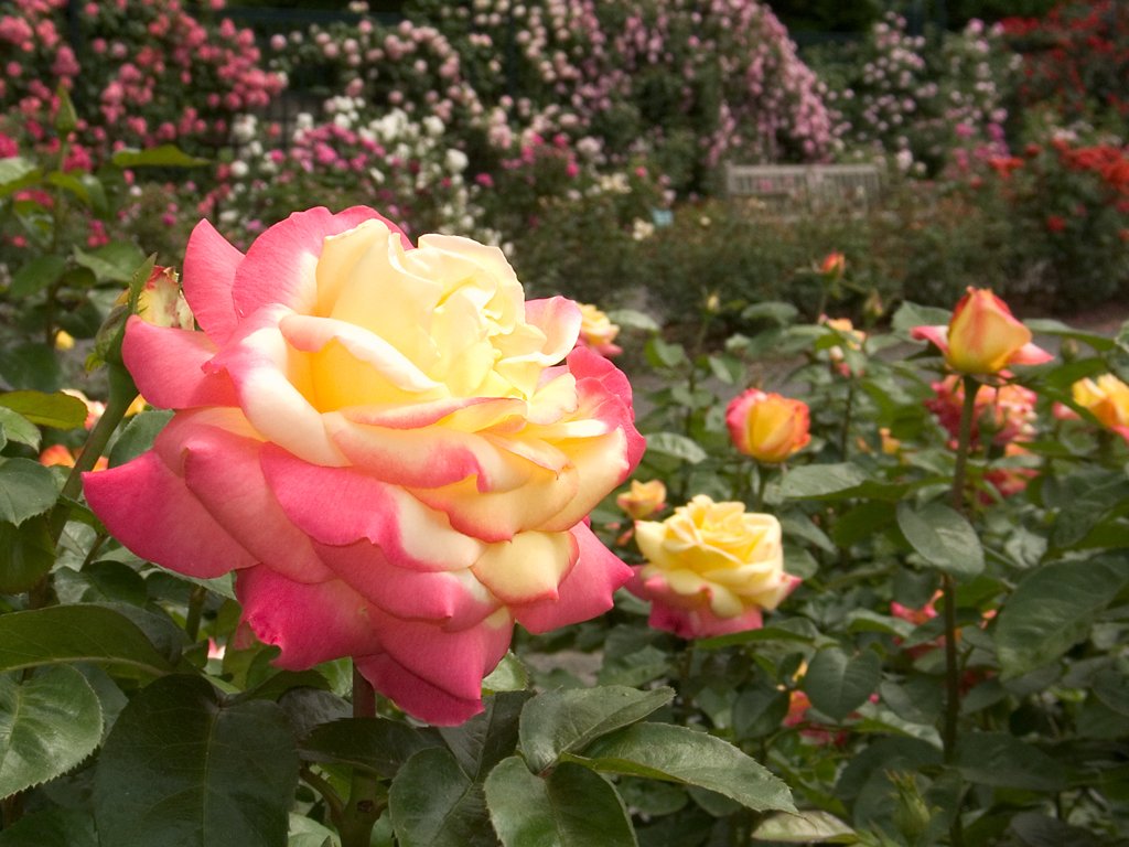Rose Garden, New York Botanical Garden.  Click for next photo.