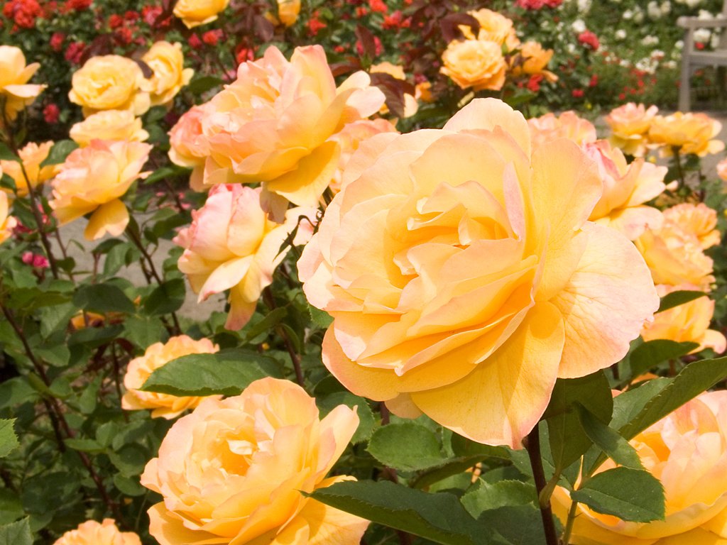/"Strike It Rich/" rose, New York Botanical Garden.  Click for next photo.