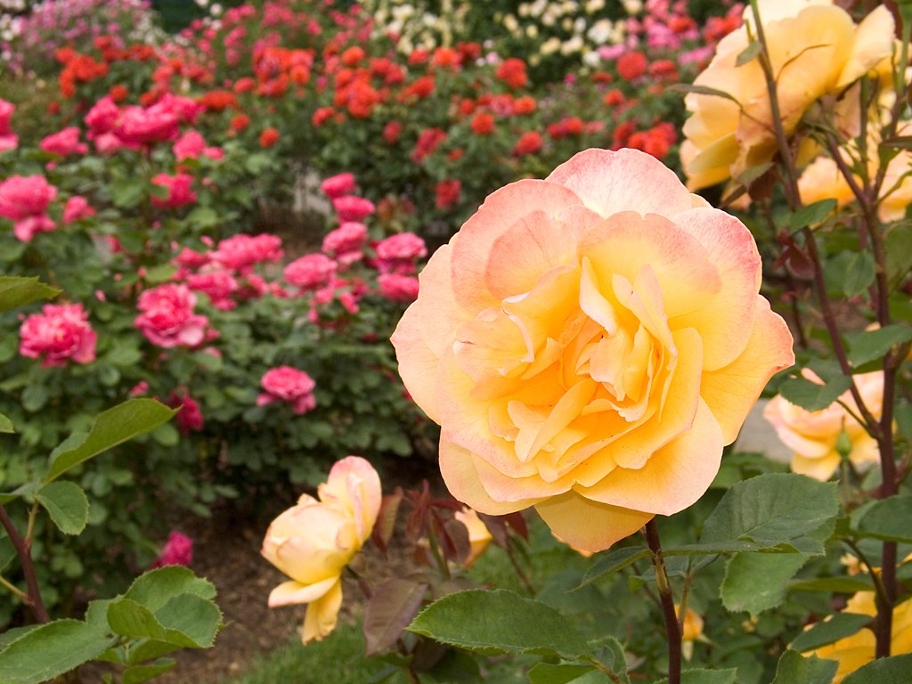 /"Strike It Rich/" rose, New York Botanical Garden.  Click for next photo.