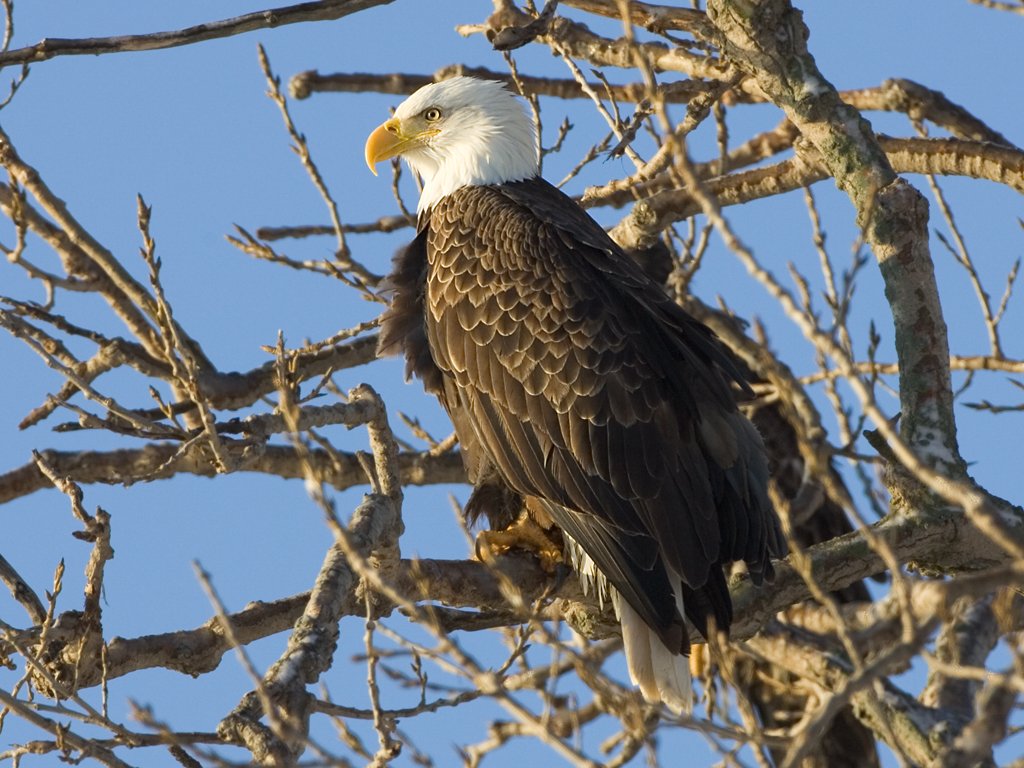 Bald eagle, Keokuk, IA, Feb. 6, 2010.  Click for next photo.