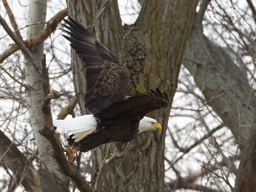 Bald Eagle at Squaw Creek NWR, northwest Missouri.  Click for next photo.