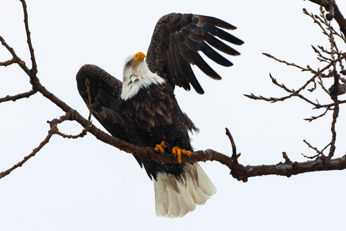 Bald eagle in the snow, Keokuk, IA.