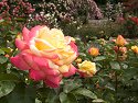 Rose Garden, New York Botanical Garden.