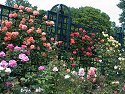 Rose Garden, New York Botanical Garden.