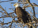 Bald eagle, Keokuk, IA, Feb. 6, 2010.