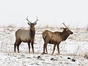 Two young bull elk, Neal Smith NWR, IA, Feb. 6, 2010.