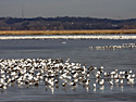 Eagle chow (geese) at Squaw Creek NWR, northwest Missouri, December 2010.
