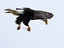 Bald Eagle with flaps down in a strong wind at Squaw Creek NWR, northwest Missouri, December 2010.