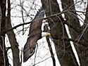 Bald Eagle at Squaw Creek NWR, northwest Missouri, December 2010.