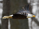 Bald Eagle at Squaw Creek NWR, northwest Missouri, December 2010.