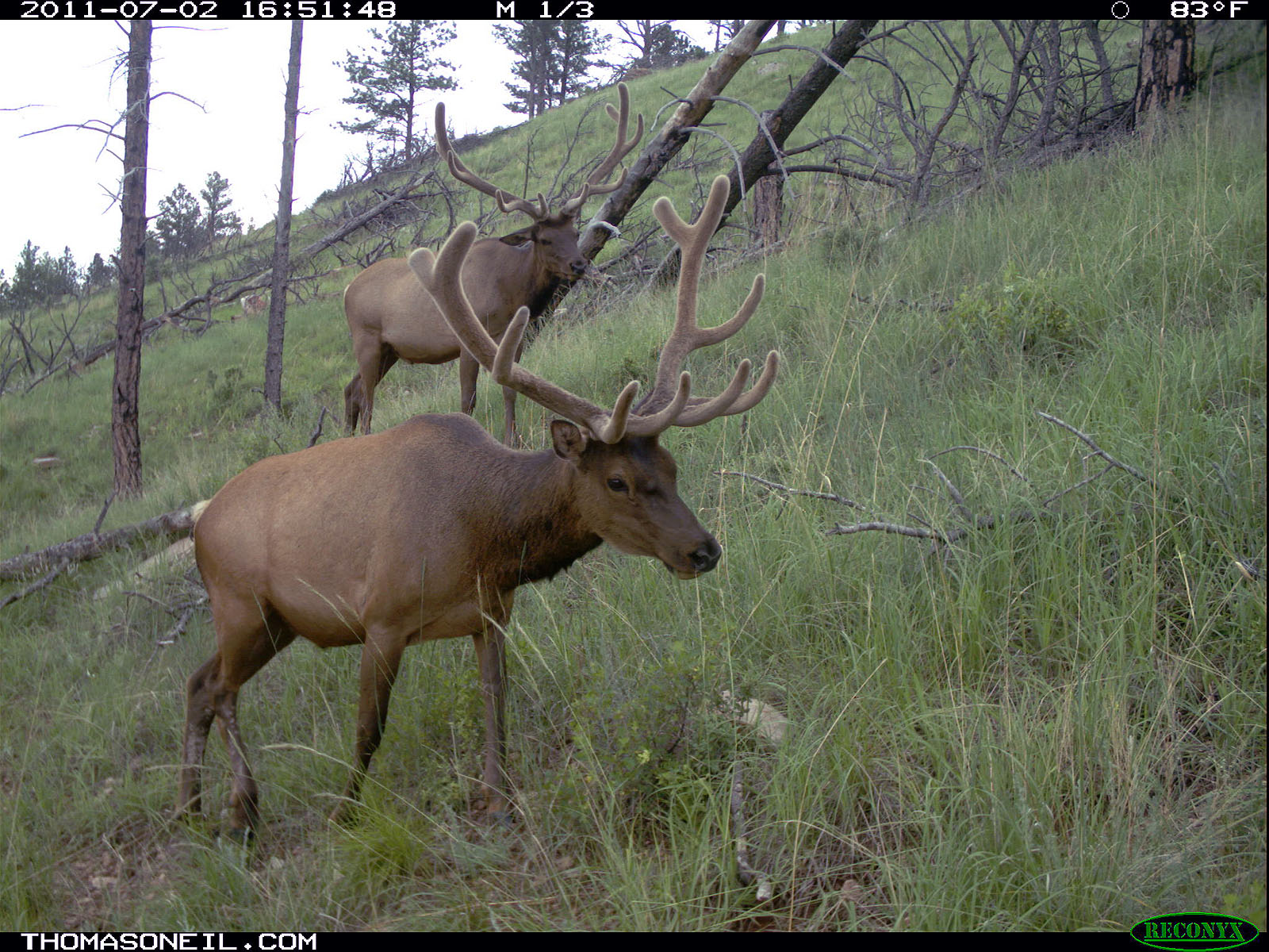 Elk on trail camera Photos on