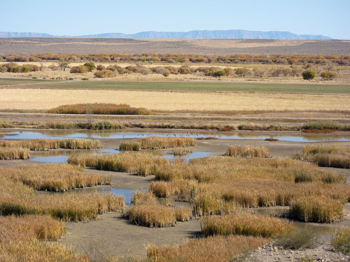 Marsh overlook, Bosque del Apache NWR, New Mexico.  Click for next photo.