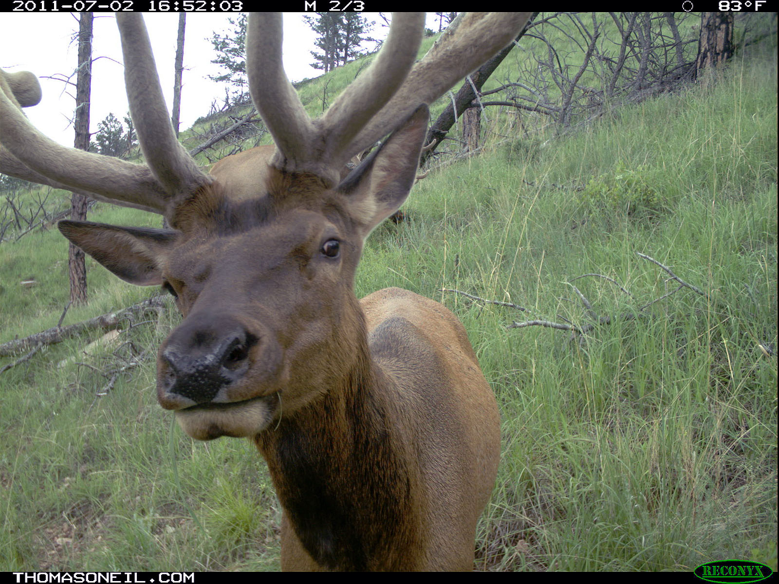 Elk on trail camera, Wind Cave National Park, South Dakota, July 2011.