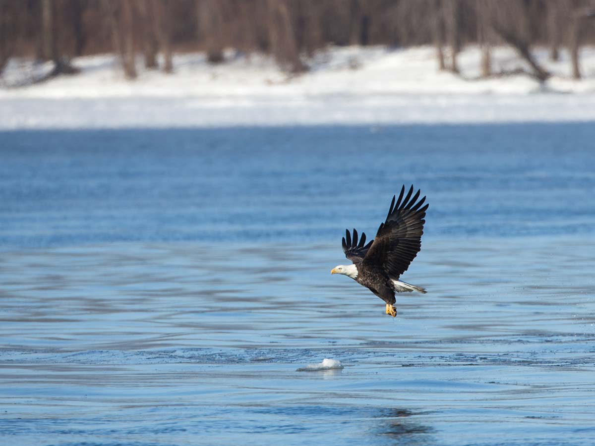 Bald Eagle over the Mississippi River, below Lock & Dam 18, Gladstone, Illinois.  Click for next photo.