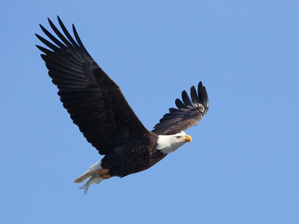 Bald Eagle with fish, Lock & Dam 18, Gladstone, Illinois.  Click for next photo.
