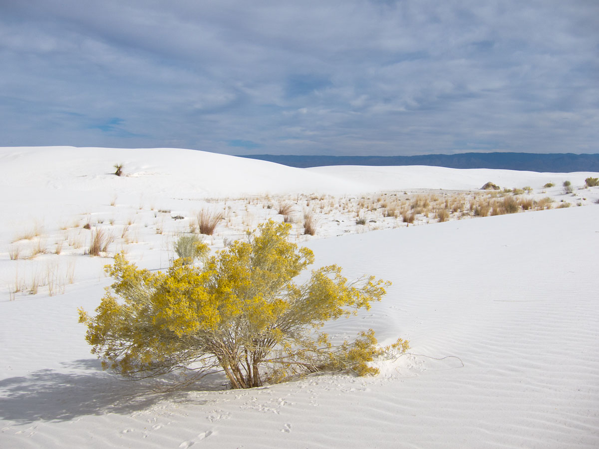 White Sands NM, New Mexico.  Click for next photo.