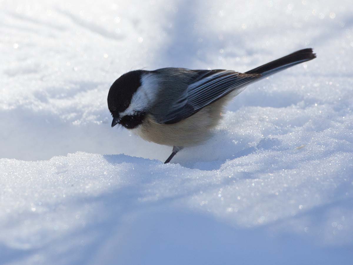 Chickadee found something of interest in the snow, Lock & Dam 18, Gladstone, Illinois.  Click for next photo.