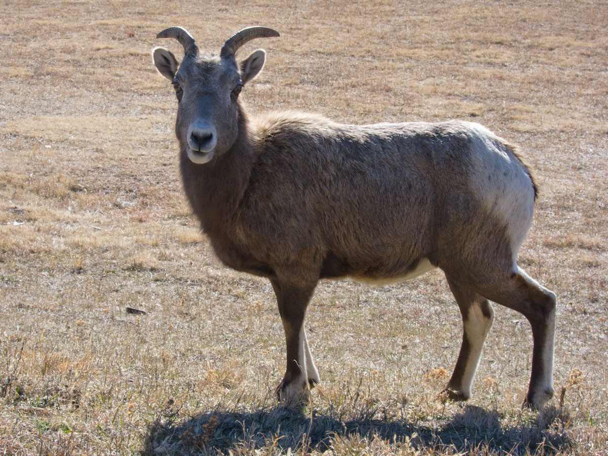 Lone bighorn ewe, Custer State Park.  Click for next photo.