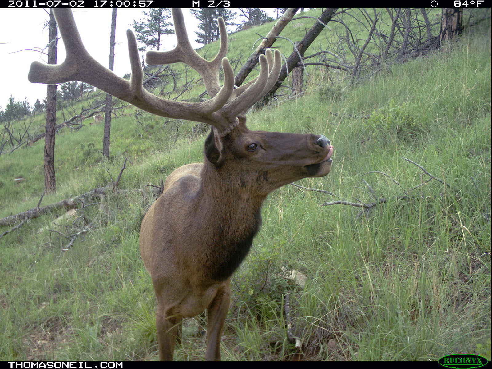 Elk on trail camera, Wind Cave National Park, South Dakota, July 2011.  Click for next photo.