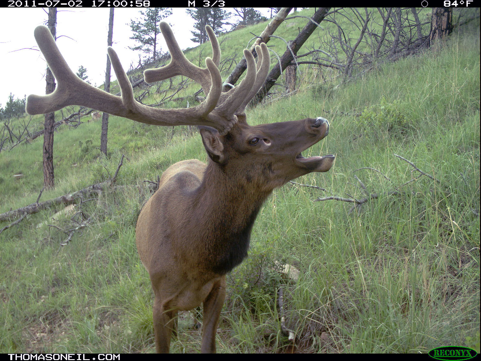 elk on trail camera