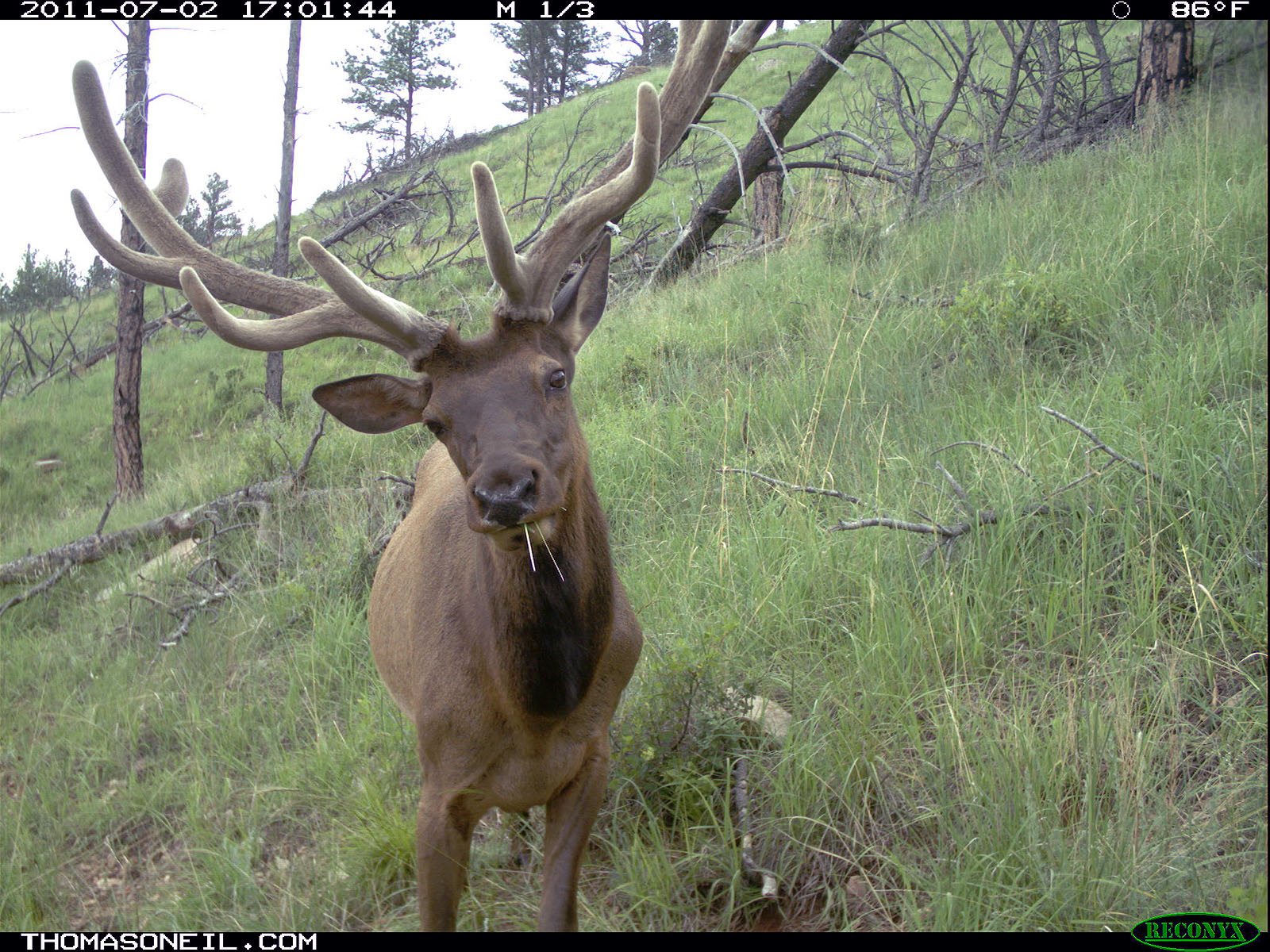 Elk on trail camera, Wind Cave National Park, South Dakota, July 2011.  Click for next photo.