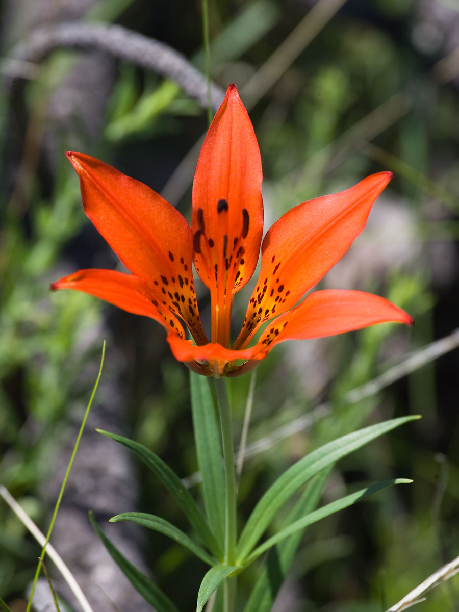 Wild lily, Wind Cave National Park, South Dakota, July 2011.  Click for next photo.