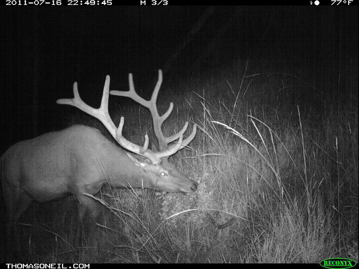 Elk on trail camera Photos on
