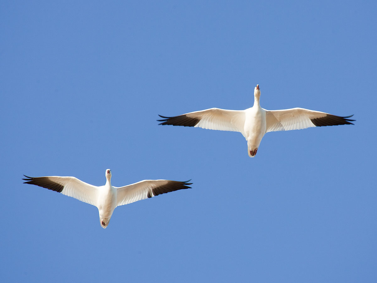 Snow geese, Bosque del Apache NWR, New Mexico.  Click for next photo.