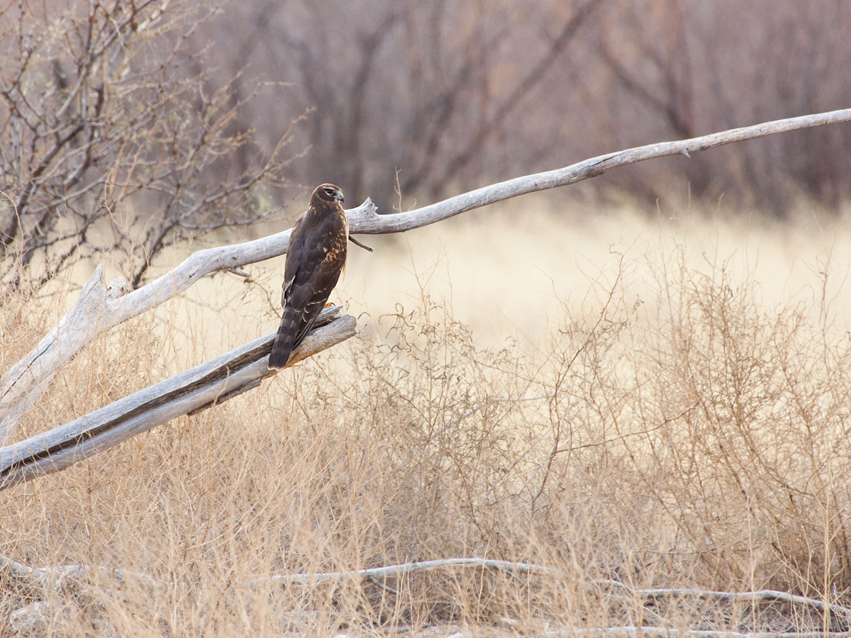 Harrier, Bosque del Apache NWR, New Mexico, November 2011.  Click for next photo.