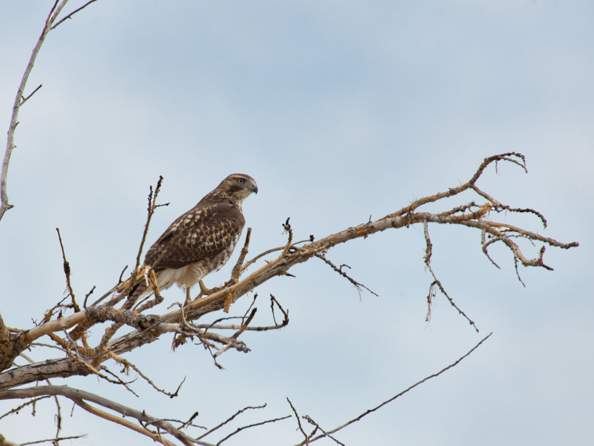 Hawk, Bosque del Apache NWR, New Mexico, November 2011.  Click for next photo.