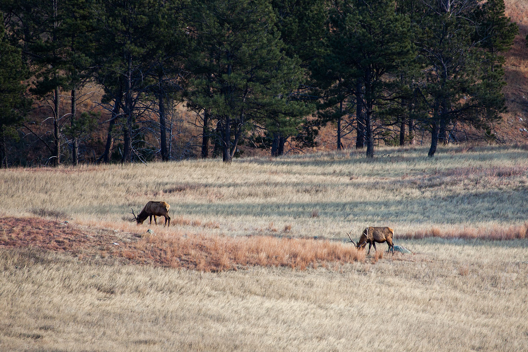 Distant view of elk near where I had the trail camera set up, Wind Cave National Park.  Click for next photo.