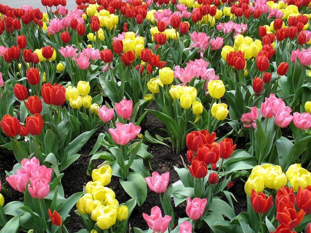 Tulips near Ground Zero, NYC.  Click for next photo.