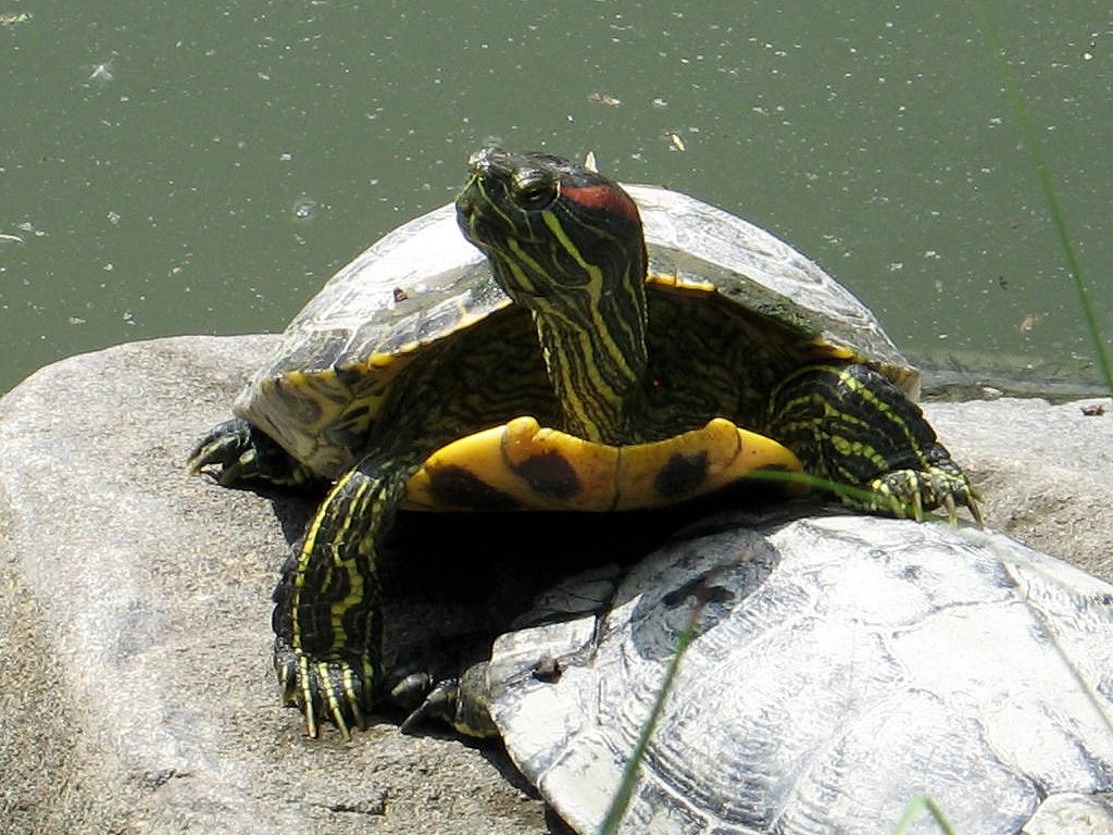 Turtles, Brooklyn Botanic Garden.  Click for next photo.