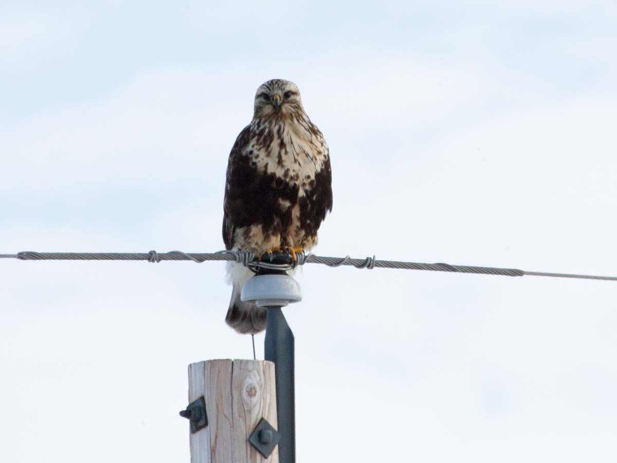 Rough-legged hawk near Fort Randall dam on the Missouri, South Dakota, January 2011.  Click for next photo.
