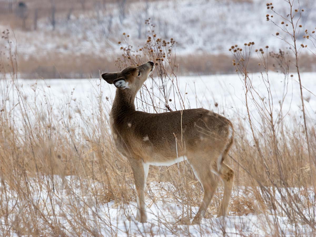 Deer in Neal Smith NWR near Des Moines, Iowa.  Click for next photo.