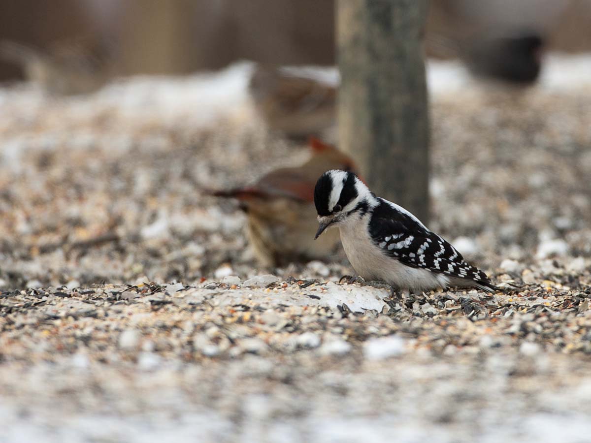 Downey woodpecker at feeder, Credit Island, Iowa.  Click for next photo.