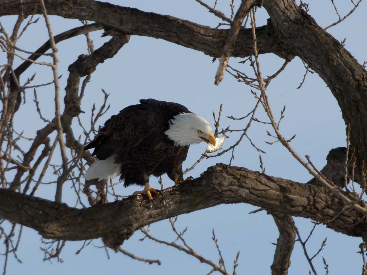 Bald Eagle having a meal, Keokuk, Iowa.  Click for next photo.