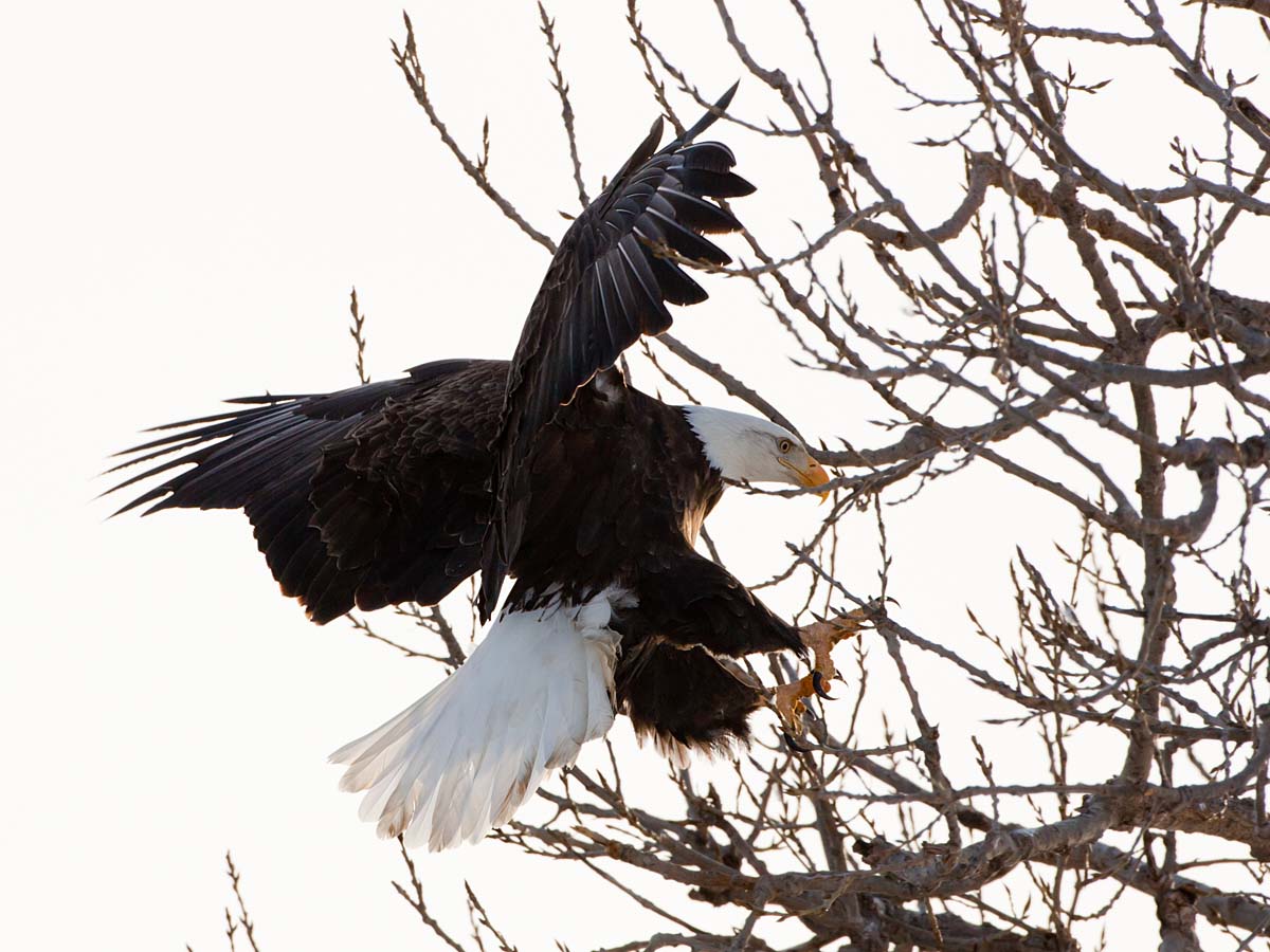 Bald Eagle coming in for a landing, Keokuk, Iowa.  Click for next photo.