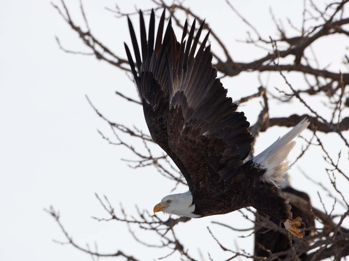 Bald Eagle taking off, Keokuk, Iowa.  Click for next photo.