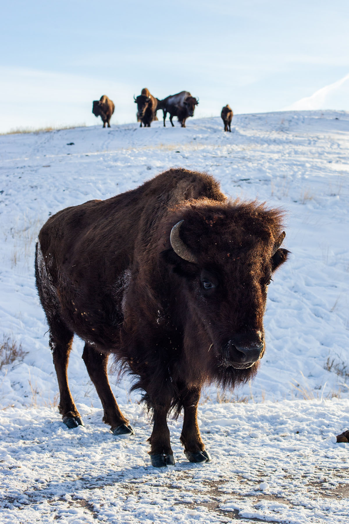 Bison, Custer State Park.  Click for next photo.