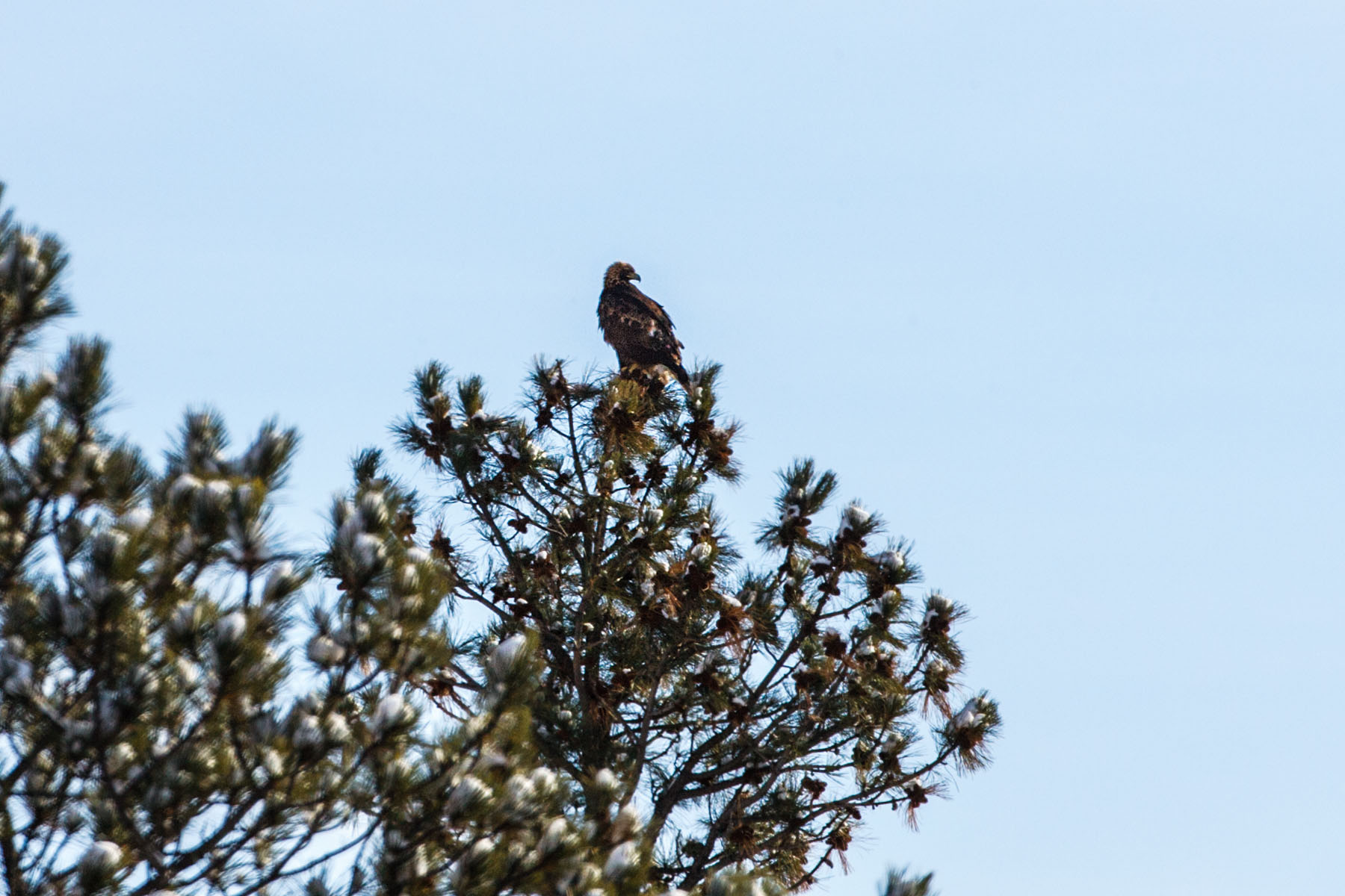 Distant shot of a golden eagle, Custer State Park, SD.  Click for next photo.