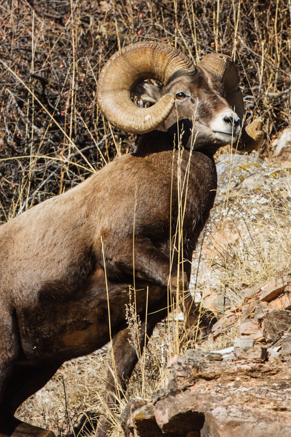 Bighorn sheep, Cleghorn Canyon, Rapid City, SD.  Click for next photo.