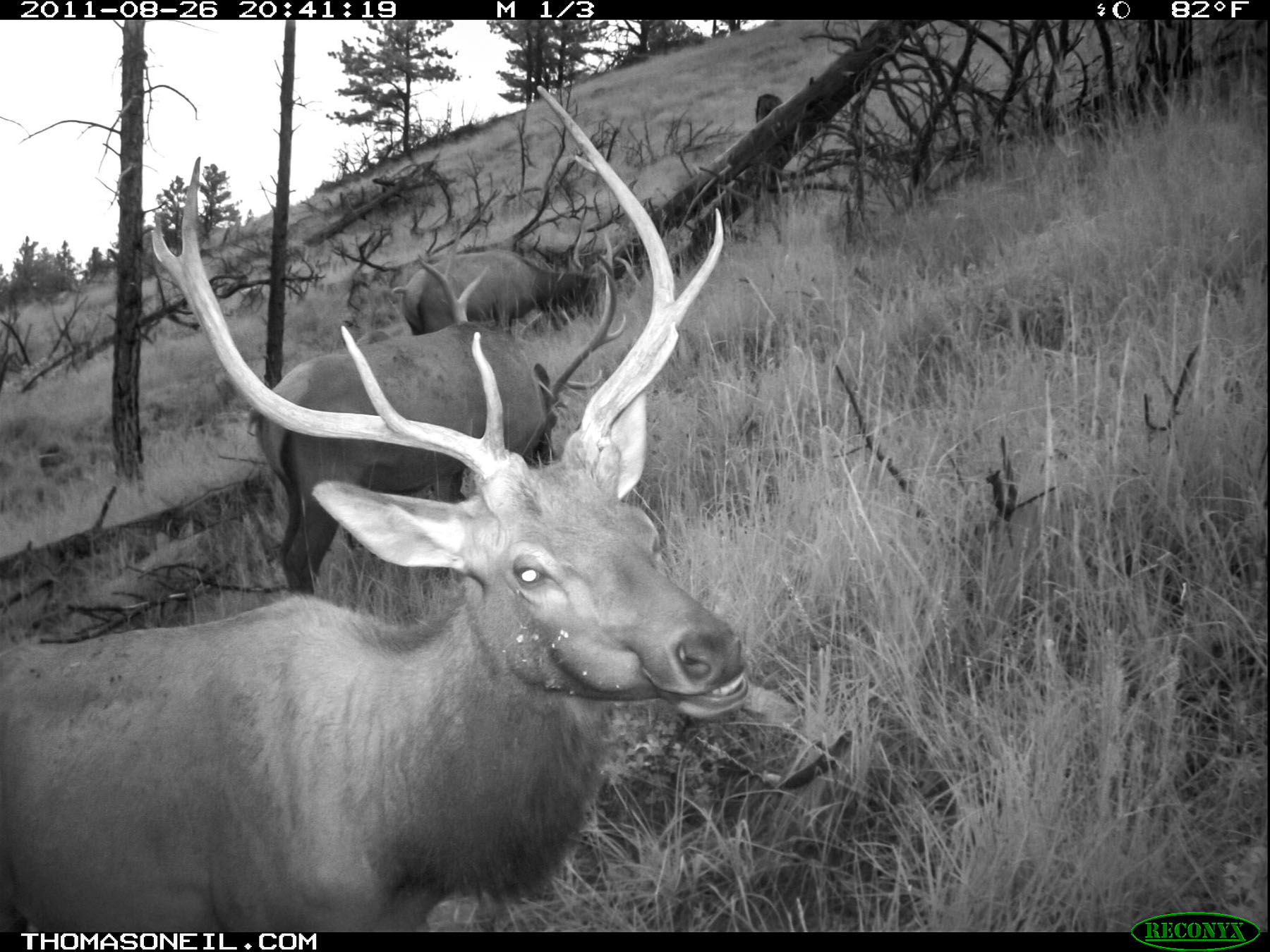 Elk on trail camera as dusk falls, Wind Cave National Park.  Click for next photo.